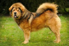 bubbledog-amarok.jpg