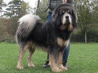 strazce-z-tibetu-wangdag.jpg