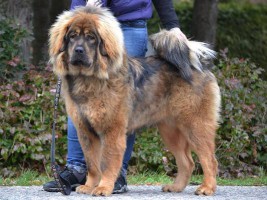quantari-mia-altan-corgo.jpg