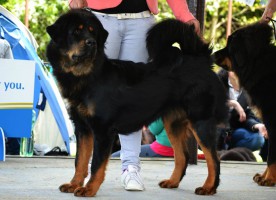 o--anyi-ma-altan-corgo.jpg
