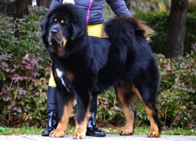 mahat-altan-corgo.jpg