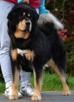 ramila-henriet--s-garden.jpg