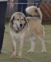 asha-ze-zubrnickeho-gruntu.jpg