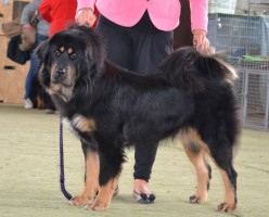 loka-altan-corgo.jpg