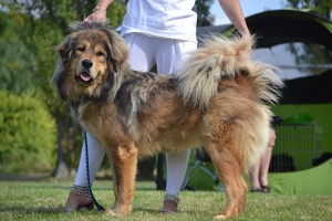 pama-altan-corgo.jpg