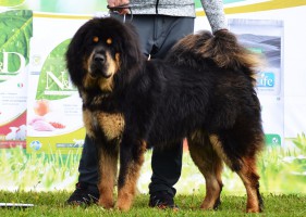 shakti-altan-corgo.jpg