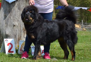samyia-altan-corgo.jpg