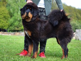 tarkeshu-altan-corgo.jpg
