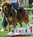 20110430_hwangaya_altancorgo.jpg