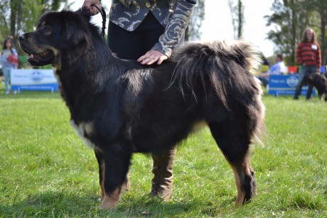 32. Akkira Danpo Stekot Tibetu