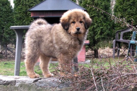 2007 puppy