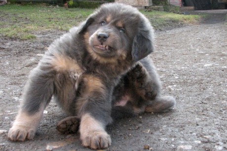 2009 puppy