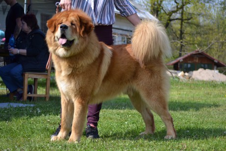 A Norbu Mampa Arog