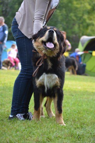 12 Yichang Altan-Corgo