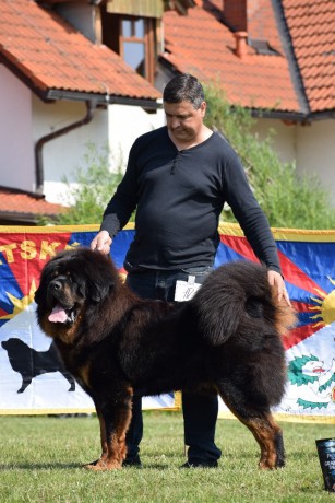 10 Kaluga Timas Super dog Gregory