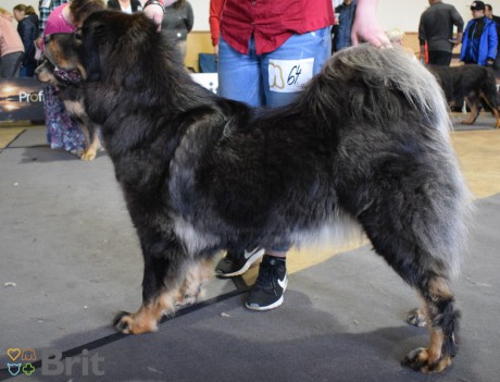 64 Akkira Danpo Štěkot Tibetu