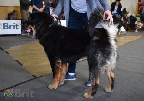 49 Kiu Strážce z Tibetu