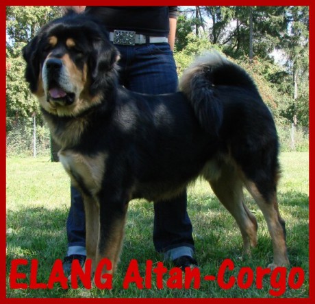 20080830_Elang_AltanCorgo