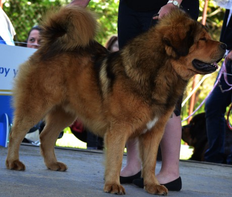 Amarok Bubbledog