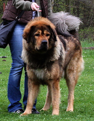 Strážce z Tibetu Ai-Shang