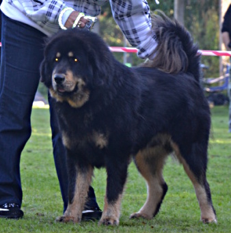 Tlapka Tibetu Coudy