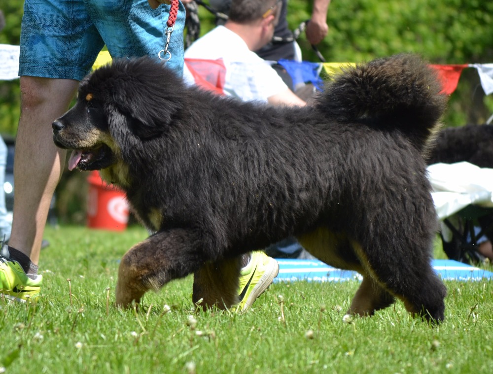 06 Saguana Altan-Corgo