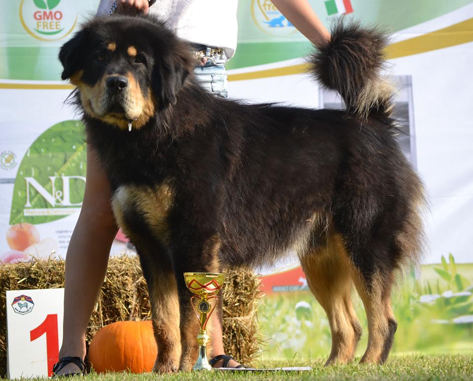 Ramat Altan-Corgo