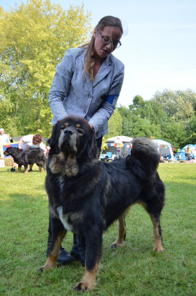 73 Akkira Danpo Štěkot Tibetu