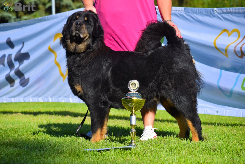 KGCH Lamphu Salma Altan-Corgo