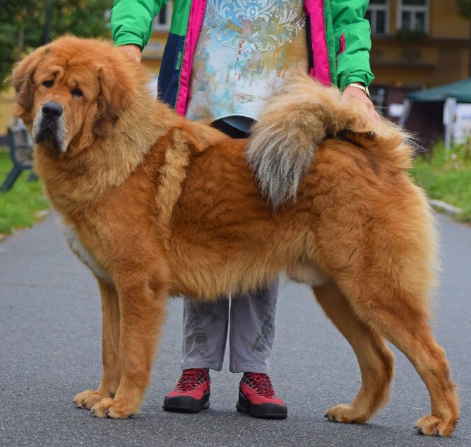 Altan-Corgo Akka-Lama