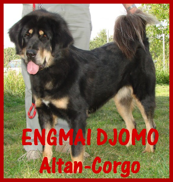 20080830_EngmaiDjomo_AltanCorgo