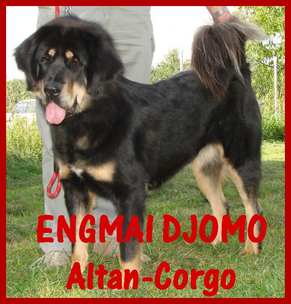 20080830_EngmaiDjomo_AltanCorgo