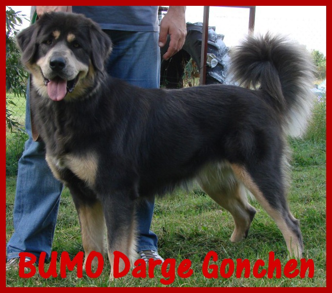 20080830_Bumo_DargeGonchen