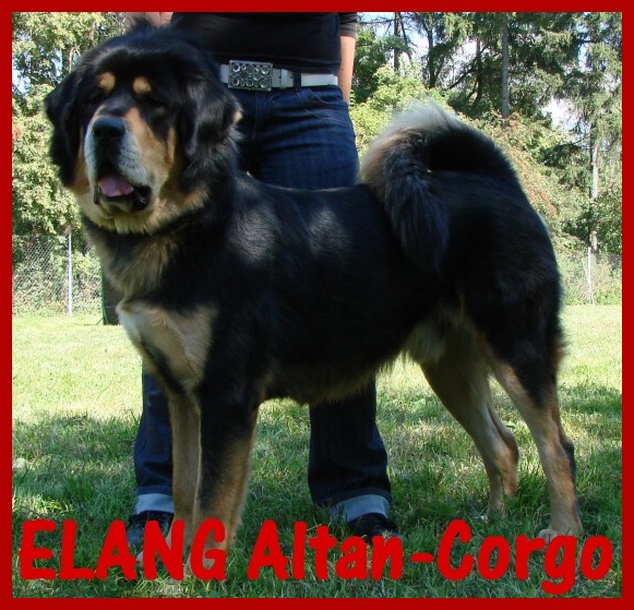 20080830_Elang_AltanCorgo