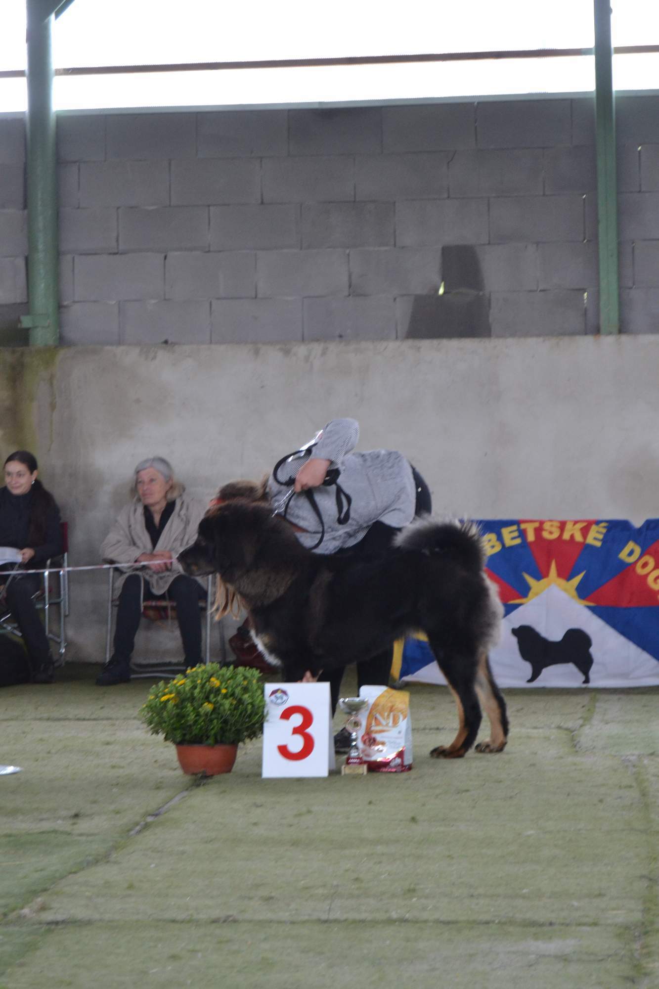 Akkira Danpo Štěkot Tibetu