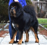 altan-corgo-mahat.jpg