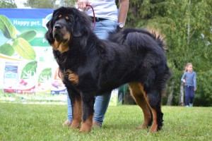 altan-corgo-sajani-mo.jpg
