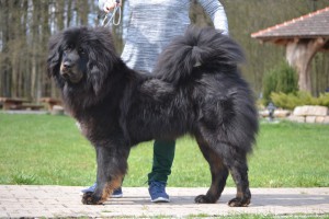 tathagata-altan-corgo.jpg