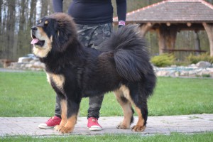 xalari-altan-corgo.jpg