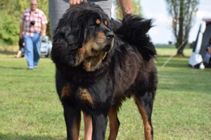 umachandra-altan-corgo.jpg