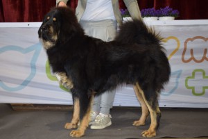 bonitace-zowang-altan-corog.jpg