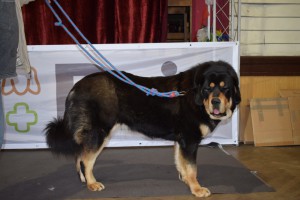 bonitace-bonnie-stekot-tibetu.jpg