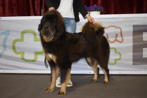 bonitace-bya-kenresi.jpg