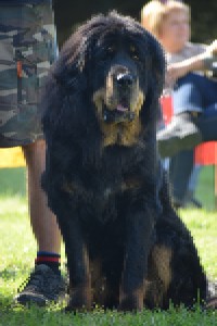 bonitace-shilong.jpg