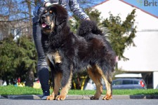 altan-corgo-zowang.jpg