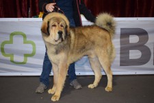 od-modreho-dzbanu-badal.jpg