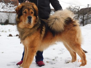 djamccho-altan-corgo_kl.-junior-s..jpg