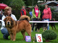 01_amarok_bubbledog.jpg